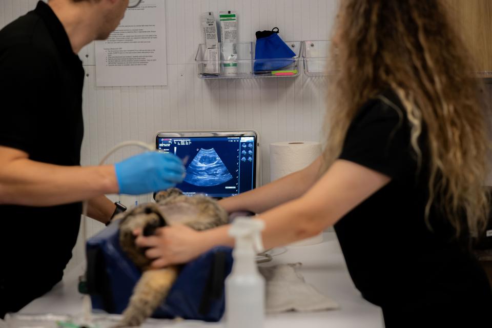 cat having an ultrasound
