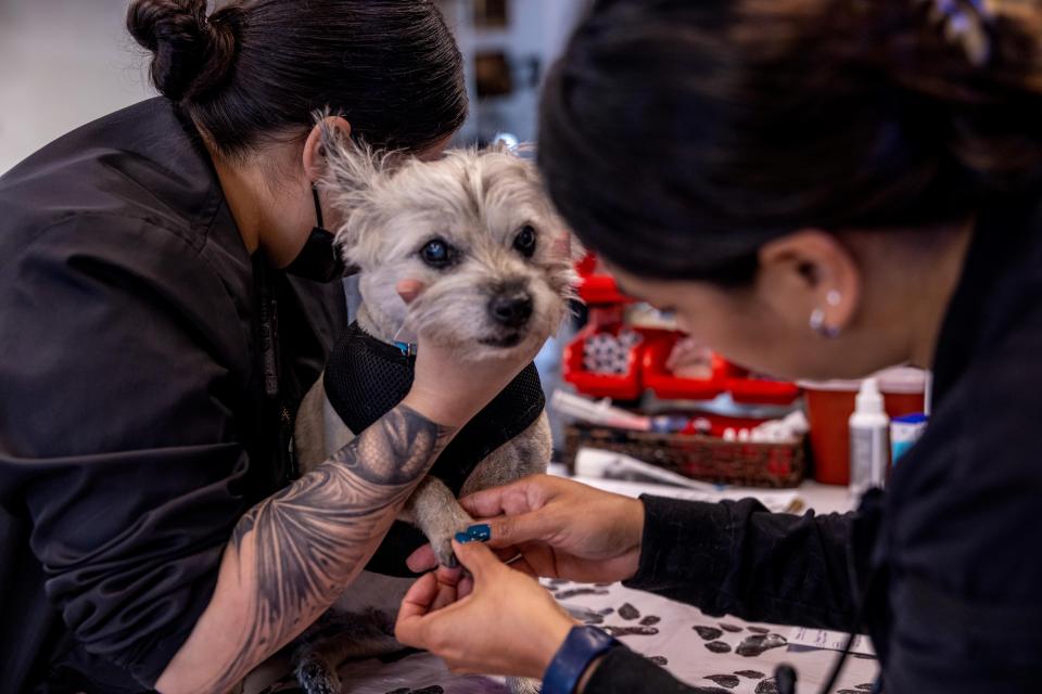 Dog having it's paw examined