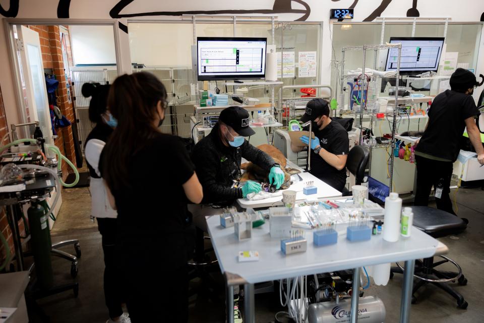 Endodontic procedure on dog