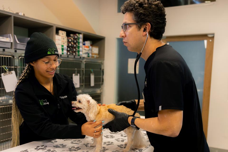 Doctor using stethoscope to listen to dog's heart