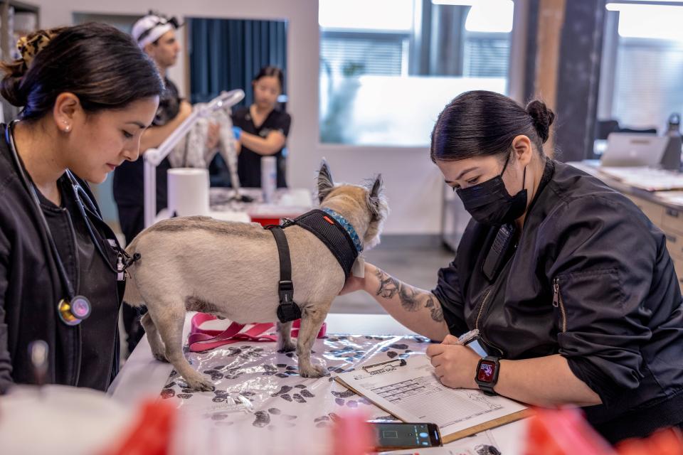 dog being examined