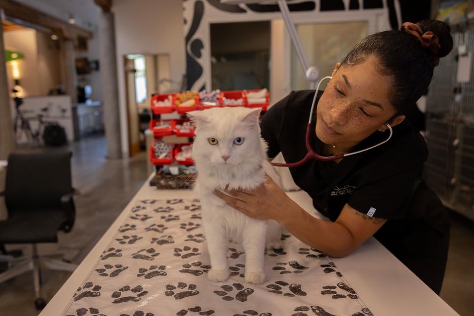 Cat being examined