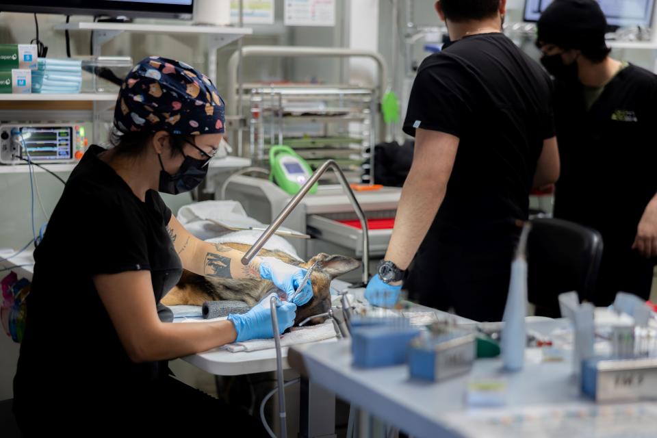 Technician perform anesthetic dental cleaning