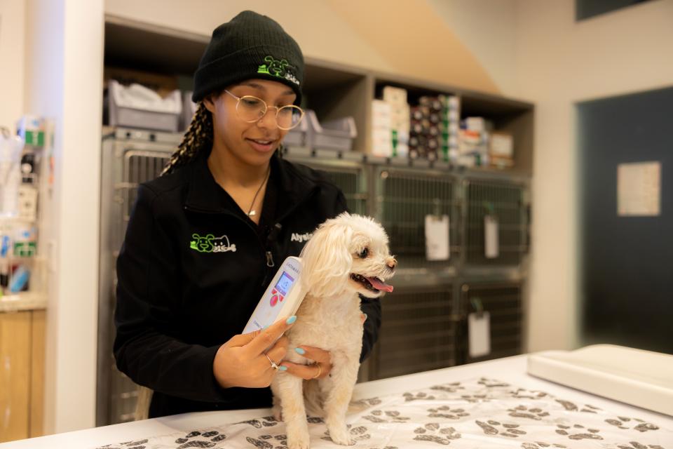 Dog being scanned for microchip