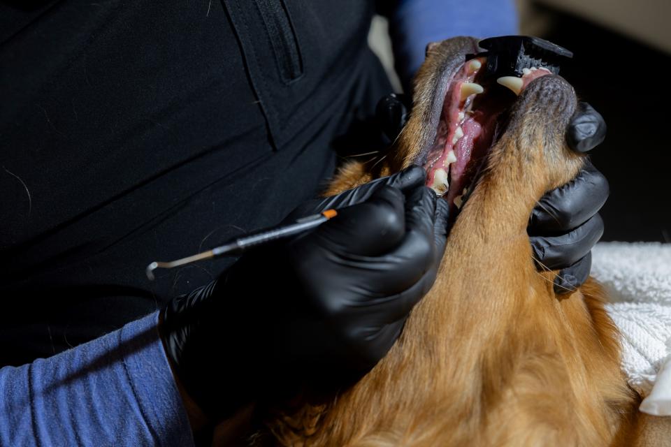 Non anesthetic dental cleaning