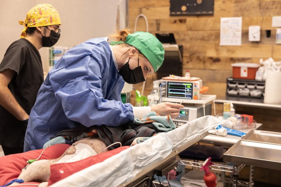 Green Dog staff performing surgery
