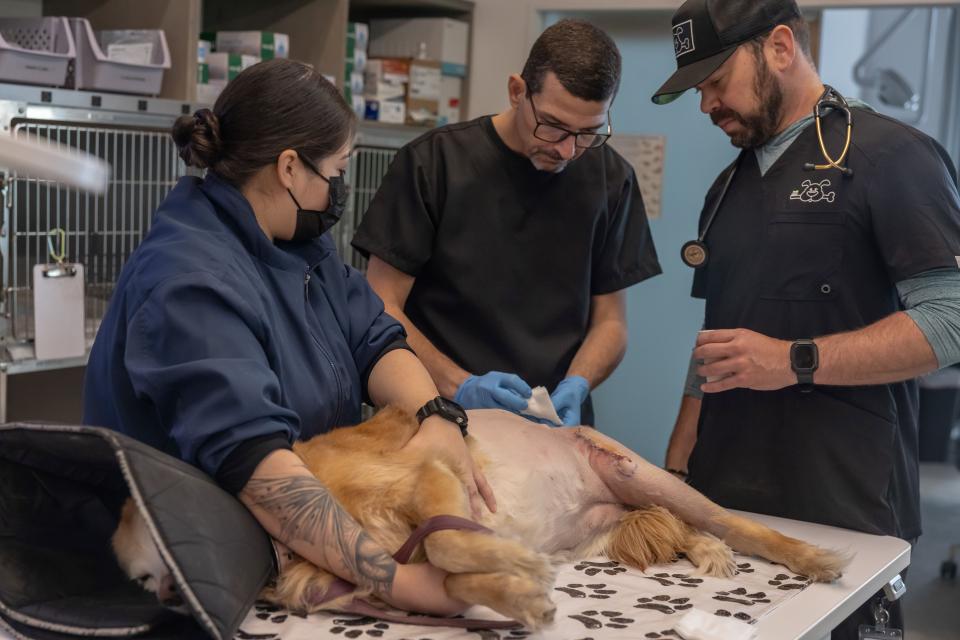 Dog being examined after knee surgery