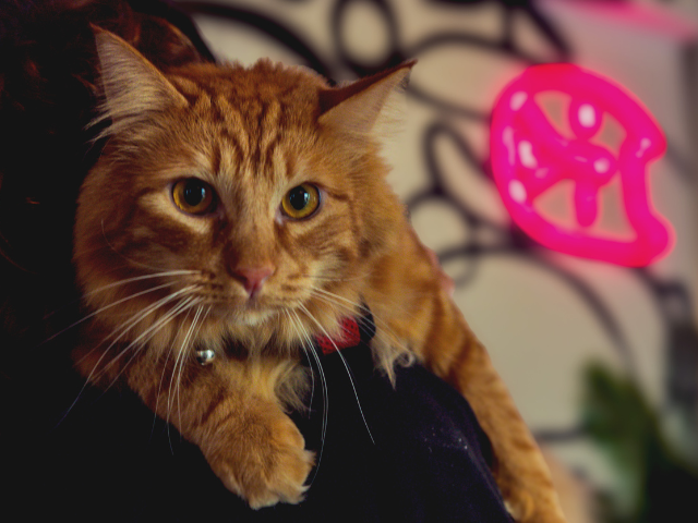 catseniorcare
