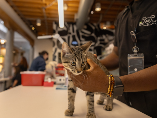 catdeworming