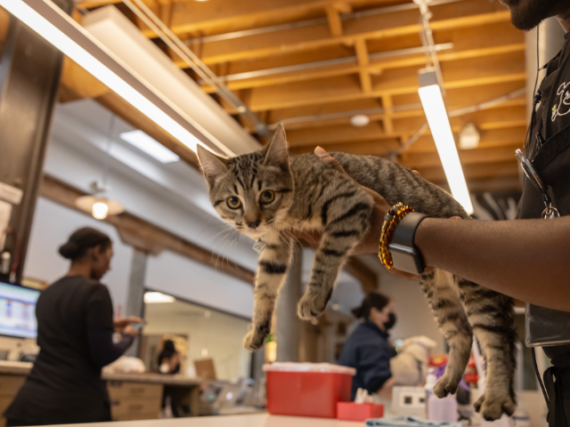 catmicrochip