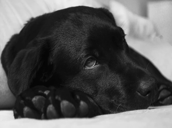 5 Things You Should Know About Your Labrador Retriever