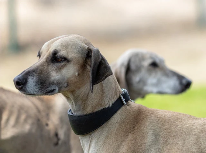 Does Anxiety Impact Your Dogs Health?