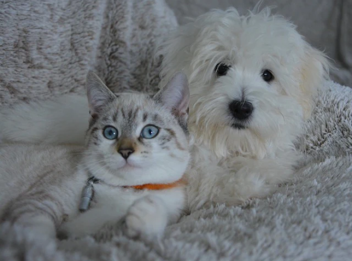 How Do You Calm an Anxious Pet?