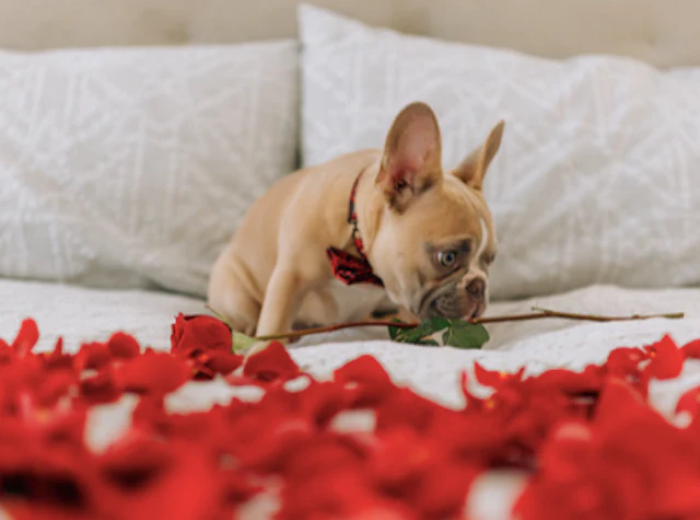 Is Chocolate Dangerous for Pets?