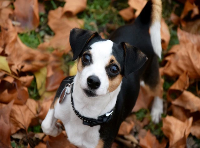 November Wellness Tips for You & Your Pet