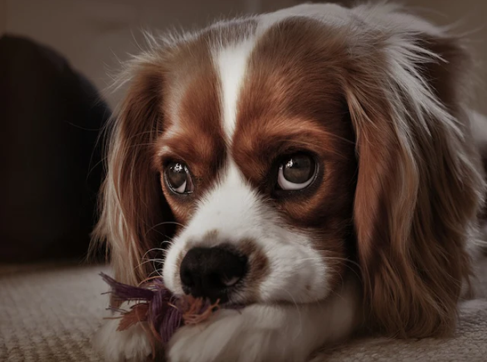 How can I tell if my dog has a loose tooth?