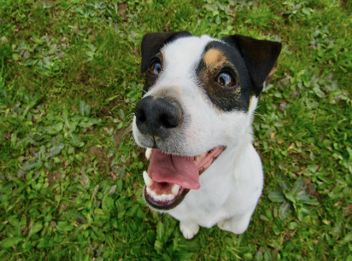 How Can I Tell If There’s Something Wrong with My Pet’s Teeth or Gums?