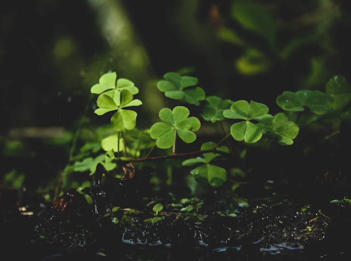 March Wellness Tips | National Pet Poison Prevention Awareness Month