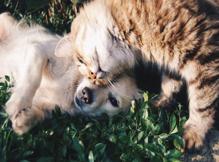 Green Dog Dental Tips To Prevent Dental Disease in Cats and Dogs
