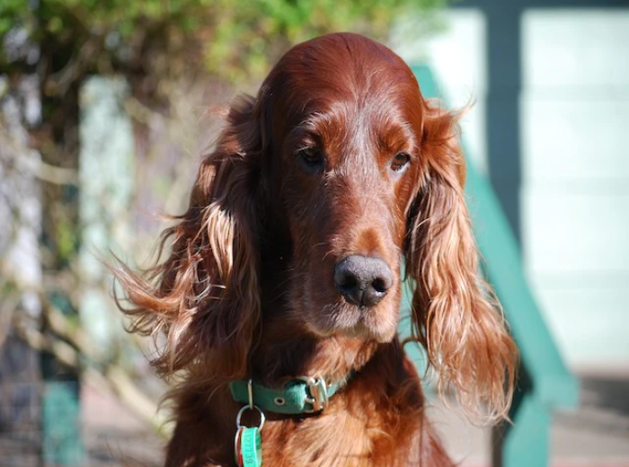 We Love the Majestic Irish Setter