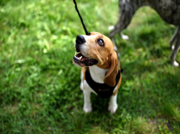 The Truth About Your Pet's Bad Breath