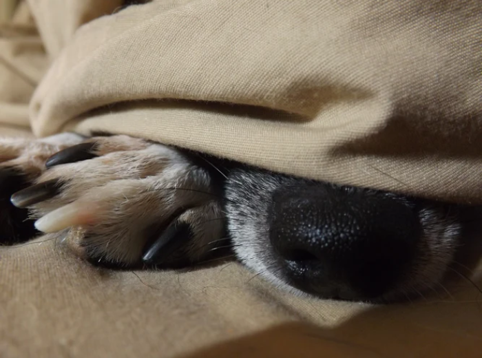 When To See The Vet For Pet Dental Issues