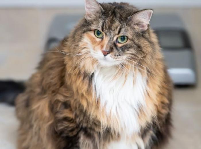 5 Top Tips to Help Your Cat Lose Weight: The Purr-fect Guide to Feline Fitness