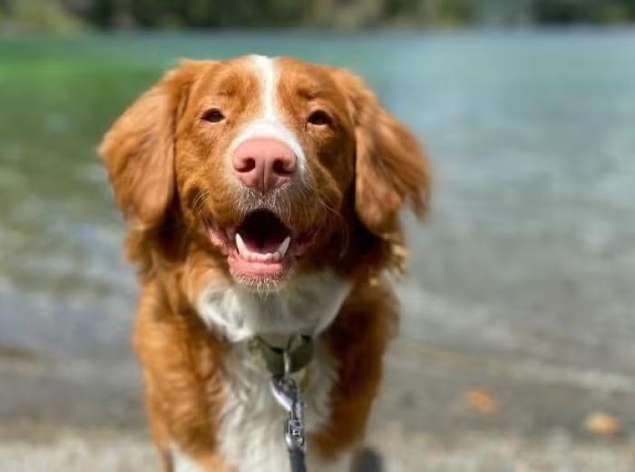 Leptospirosis: Why Protecting Your Dog Protects Your Family