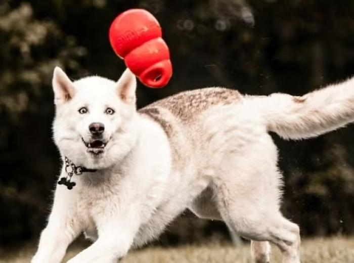 The Importance of Keeping Your Dog Busy