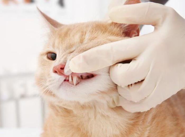 Beyond Fresh Breath: The Hidden Benefits of COHAT Dental Cleanings