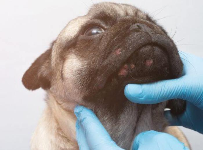 Phovia Fluorescent Light Therapy: A Breakthrough in Pet Dermatological Care