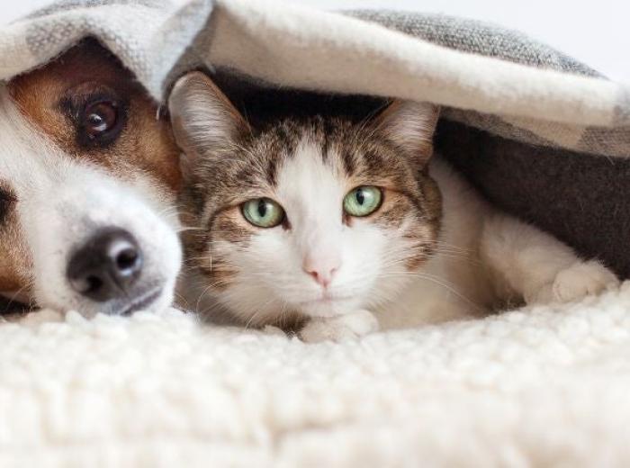 Unwrapping the Joy: 7 Reasons to Adopt a Senior Pet During the Holidays
