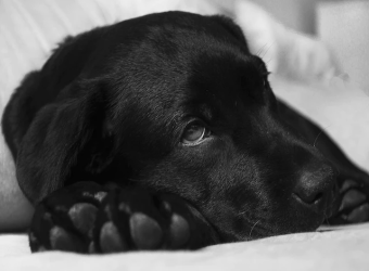 5 Things You Should Know About Your Labrador Retriever