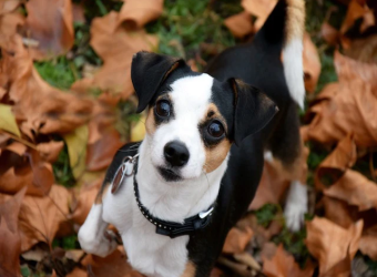 November Wellness Tips for You & Your Pet