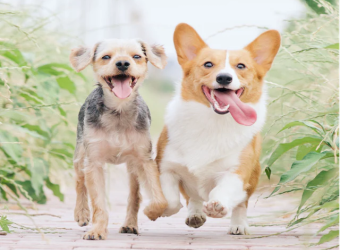How Do I Prevent Dental Problems In My Dog?