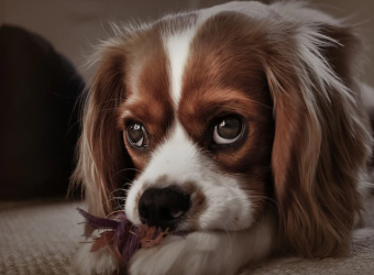 How can I tell if my dog has a loose tooth?
