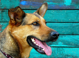 How To “LIFT THE LIP” and Check Your Pets Teeth & Gums