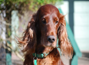 We Love the Majestic Irish Setter