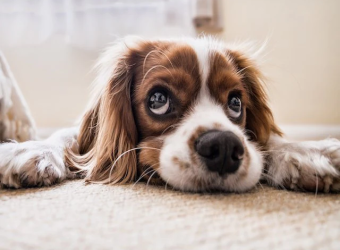 How to Tell if Your Dog has a Toothache