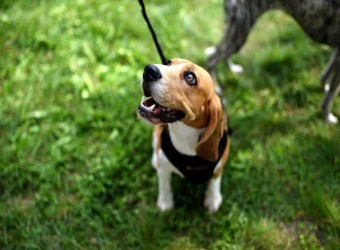 The Truth About Your Pet's Bad Breath